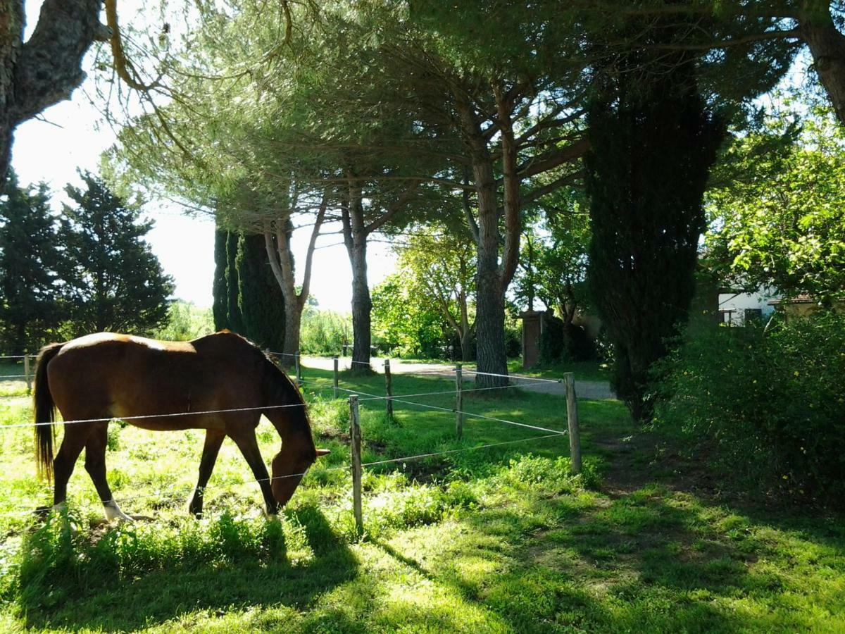 Agriturismo Piana Arborello Ξενοδοχείο Magliano in Toscana Εξωτερικό φωτογραφία